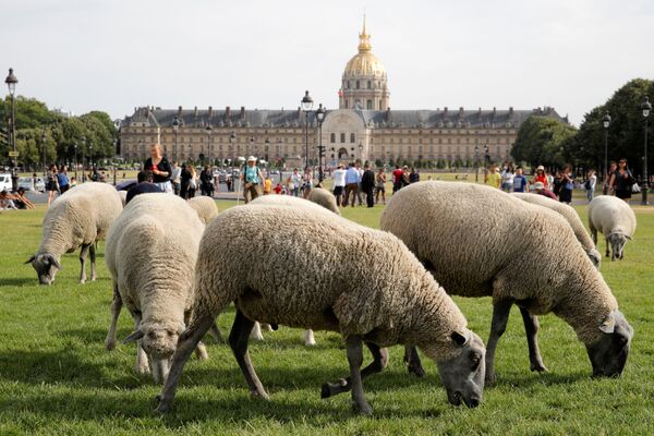 گله گوسفند در هنگام چرا در پاریس - فرانسه
 - اسپوتنیک ایران  