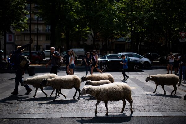 گله گوسفندها در کنار برج ایفل در پاریس - فرانسه  - اسپوتنیک ایران  