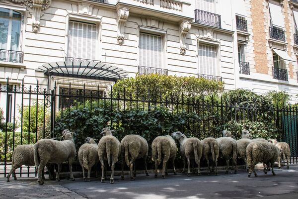 گوسفندها در کنار واحدهای مسکونی در پاریس  - اسپوتنیک ایران  