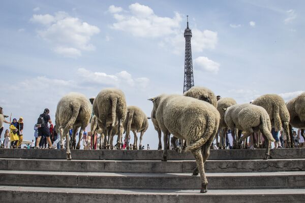 گله گوسفندها در مقابل برج ایفل در پاریس  - اسپوتنیک ایران  