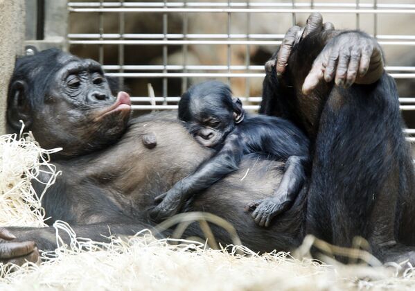 بچه شامپانزه در حال خواب روی شکم مادرش - اسپوتنیک ایران  