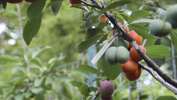 درخت پرورشی در امریکا 40 نوع میوه می دهد - اسپوتنیک ایران  