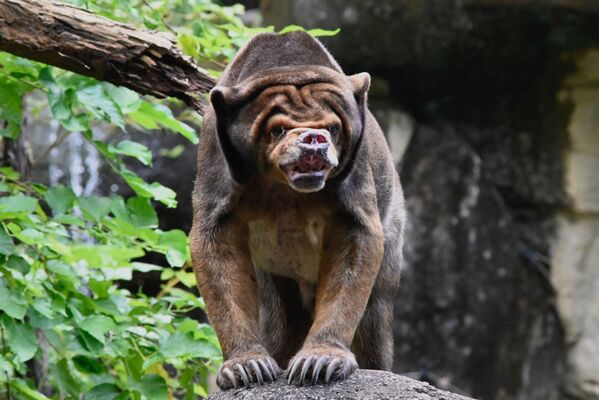 خرس مالایانی در باغ‌وحش تایپه - اسپوتنیک ایران  