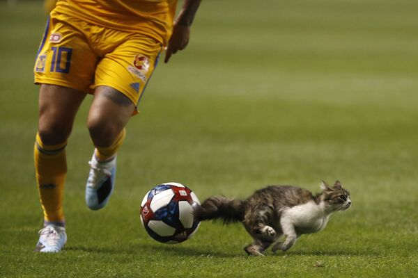 گربه در زمین بازی در مسابقه فوتبال در آمریکا - اسپوتنیک ایران  