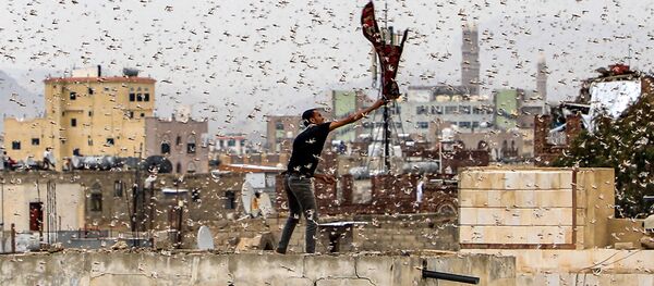 هشدار سازمان حفظ نباتات ایران درباره ورود موج اصلی ملخ های صحرایی هشدار سازمان حفظ نباتات ایران درباره ورود موج اصلی ملخ های صحرایی - اسپوتنیک ایران