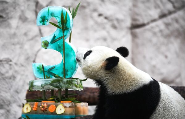 پاندا«ژوئی» در جشن روز تولدش در باغ‌وحش مسکو - اسپوتنیک ایران  