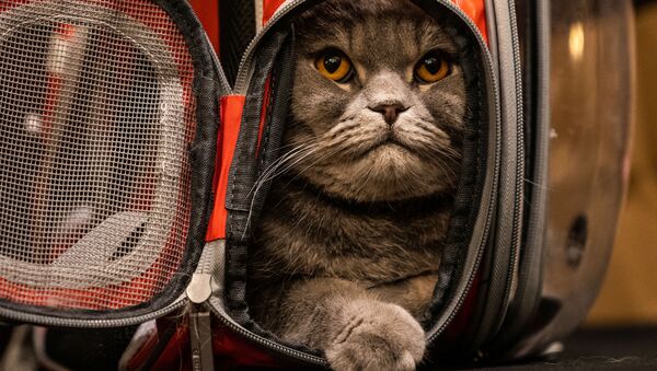 گربه‌های اشرافی در فشن شو سالانه نیویورک
 Annual Cat Fashion Show. - اسپوتنیک ایران  