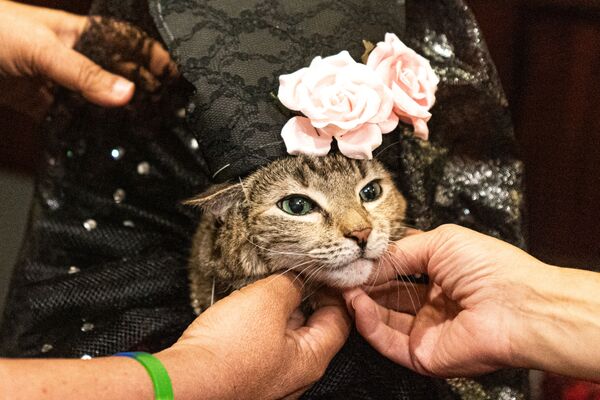 گربه‌های اشرافی و صاحبان آنها در نمایش مد سالانه نیویورک - اسپوتنیک ایران  