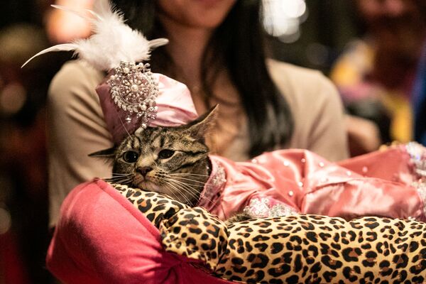 هفته مد برای گربه ها در نیویورک برگزار شد - اسپوتنیک ایران  