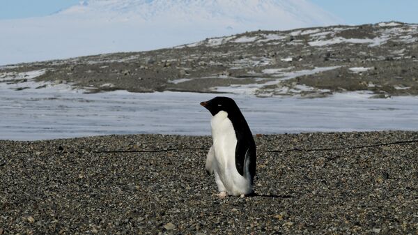 پنگوئن غول پیکر در نیوزلند - اسپوتنیک ایران  