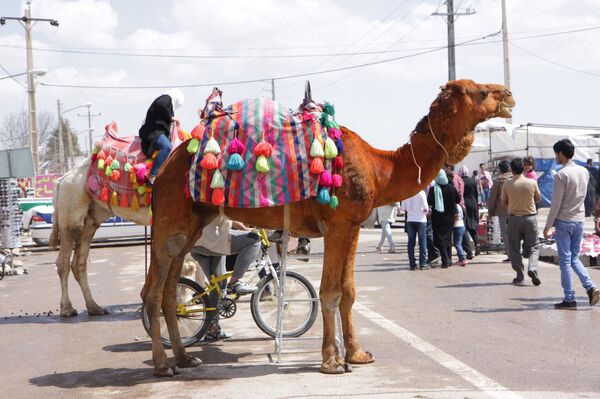 جهانگیری: روستاها کانون اصلی تولید در ایران - اسپوتنیک ایران  