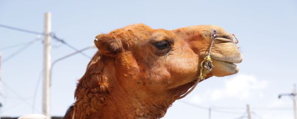 شتر ایرانی - اسپوتنیک ایران  
