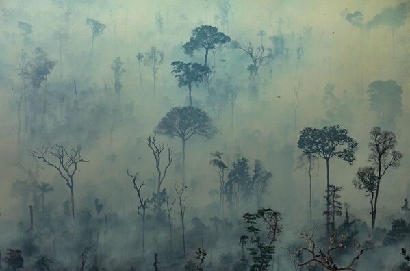 جنگل های اوستایی آمازون در حال تبدیل به خاکستر شده اند - اسپوتنیک ایران  