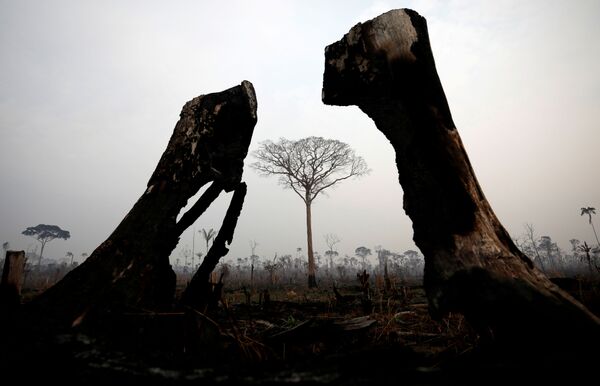 درختان باقی مانده پس از آتش سوزی آمازون - اسپوتنیک ایران  