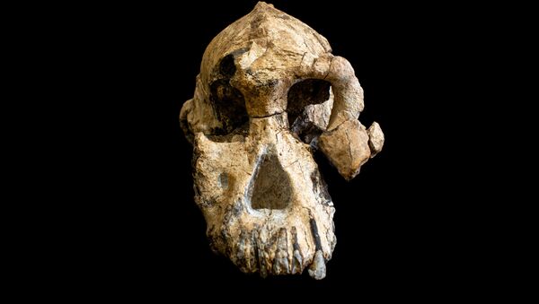 کشف جمجمه نیاکان انسان با قدمت 3.8 میلیون سال - اسپوتنیک ایران  
