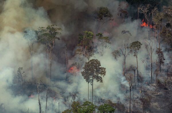 آتش سوزی جنگلی در برزیل - اسپوتنیک ایران  