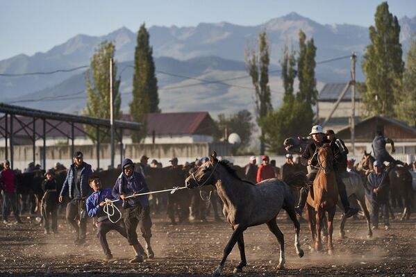 بازار حیوانات در قرقیزستان - اسپوتنیک ایران  
