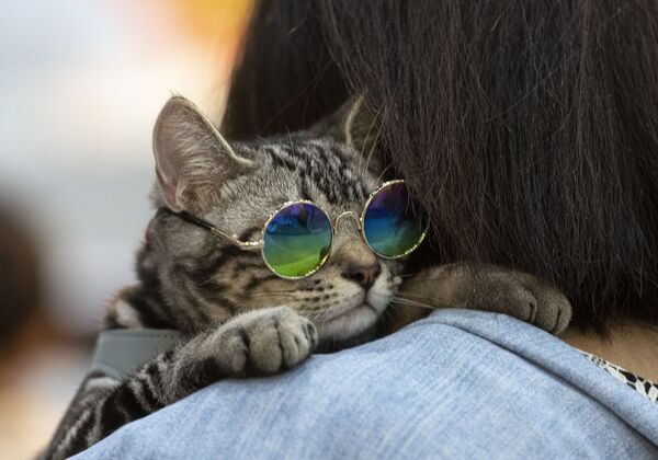 گربه عینکی در بانکوک - اسپوتنیک ایران  