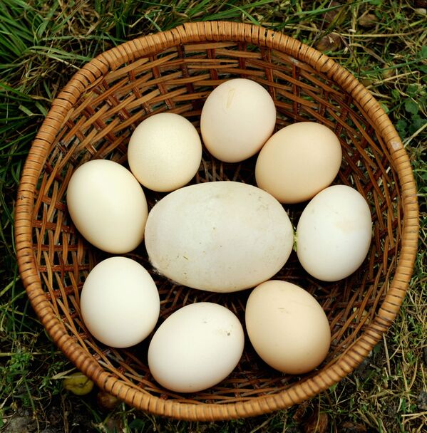 بزرگترین تخم مرغ به وزن 170 گرم در گرجستان - اسپوتنیک ایران  