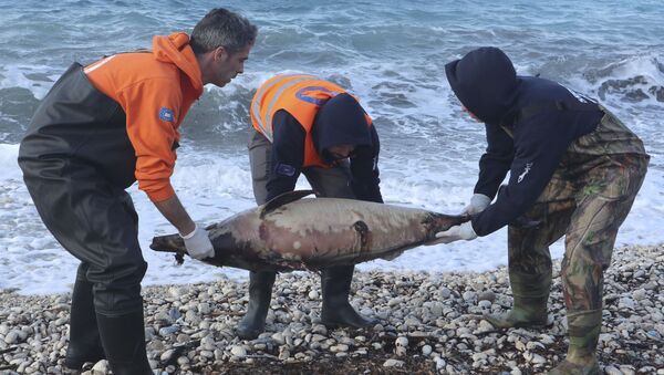 پیدایش تعداد زیادی دلفین در ساحل - اسپوتنیک ایران  