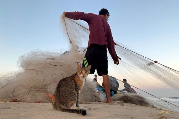 گربه و ماهیگیر فلسطینی در نوار غزه - اسپوتنیک ایران  