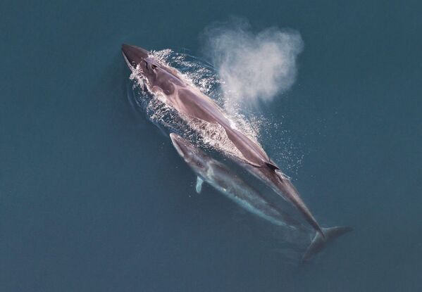 نهنگ سئی - اسپوتنیک ایران  