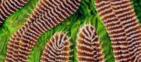 در تعدادی از زبان‌های اروپایی دریای کارائیب را «دریای آنتیل» می‌نامند.  - اسپوتنیک ایران  