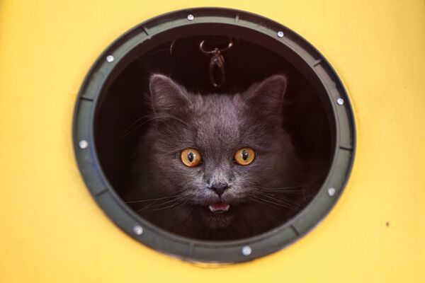 گربه ای در پنجره گرد - اسپوتنیک ایران  