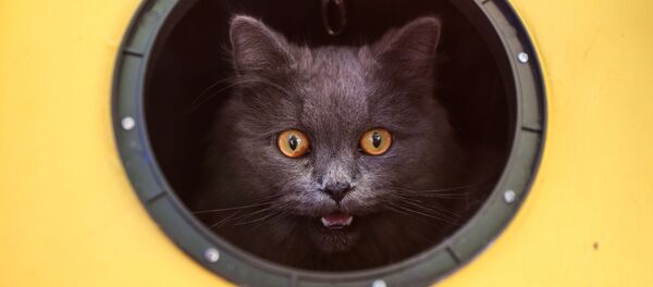 آیا در طول قرنطینه زیاد غذا می خورید؟ + ویدئو  - اسپوتنیک ایران  