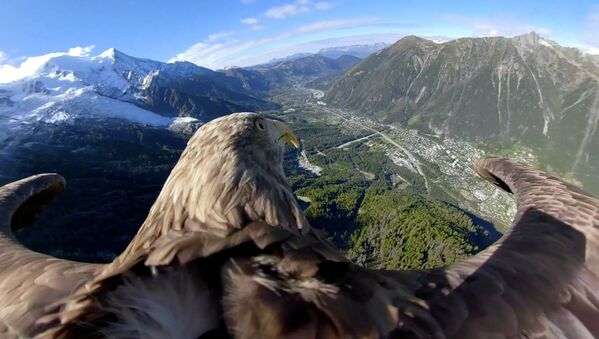 عقاب مجهز به دوربین در بالای کوه هی شامونی در فرانسه - اسپوتنیک ایران  