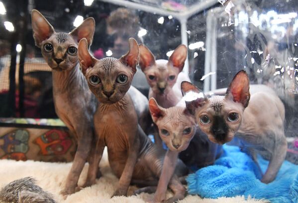 گربه‌ها نژاد الف و سفینکس کانادایی در نمایشگاه مسکو  - اسپوتنیک ایران  