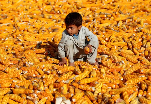 پسری در مزرعه ذرت در ننگرهار، افغانستان - اسپوتنیک ایران  
