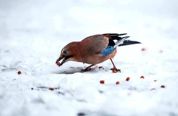پرنده در حال جمع آوری دانه پس از بارش برف در پطروزاودسک روسیه - اسپوتنیک ایران  