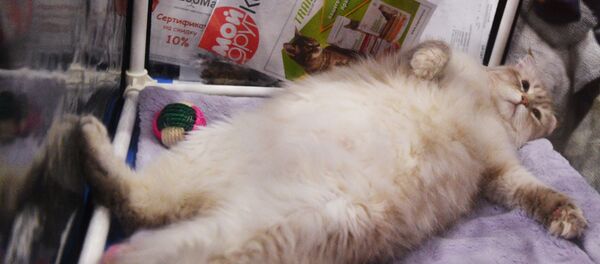 در مسکو مردی از سوار شدن به هواپیما منع شد - اسپوتنیک ایران  