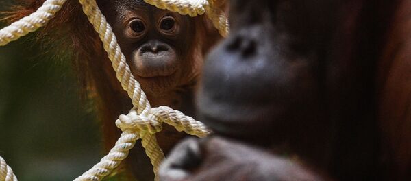 میمون - اسپوتنیک ایران  