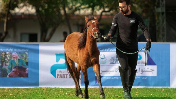 مردی با اسب کاسپین در مسابقه ملی زیبایی اسبهای خزر در ایران
 - اسپوتنیک ایران  