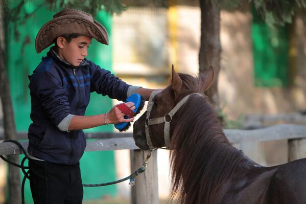 پسری یک اسب از نژاد کاسپین را تمیز می کند - اسپوتنیک ایران  
