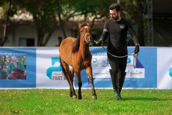 مردی با اسب کاسپین در مسابقه ملی زیبایی اسبهای خزر در ایران
 - اسپوتنیک ایران  