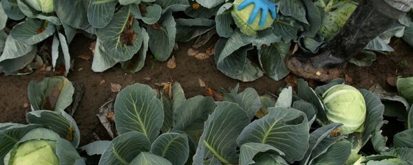 تولید بزرگترین کلم دنیا در اردبیل تولید بزرگترین کلم دنیا در اردبیل - اسپوتنیک ایران