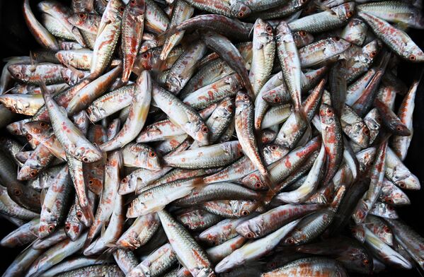 ماهی‌های صید شده در دریای سیاه - اسپوتنیک ایران  