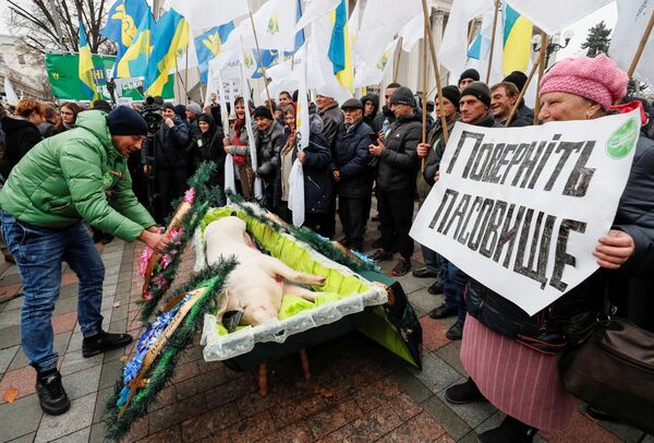 خوک مرده در تابوت به نشانه اعتراض در کی‌یف اوکراین - اسپوتنیک ایران  