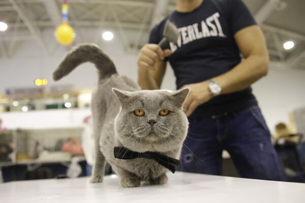 نمایش گربه‌ای در رم ایتالیا - اسپوتنیک ایران  