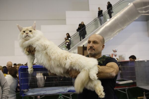 نمایش گربه‌ای در رم ایتالیا - اسپوتنیک ایران  