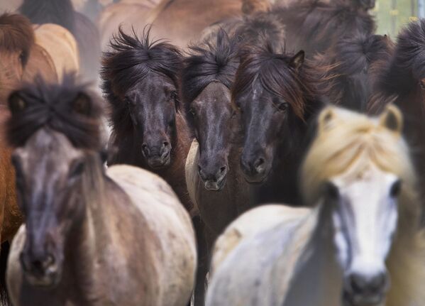 اسب های زیبای ایرلند، از اصیل ترین اسب های دنیا هستند - اسپوتنیک ایران  
