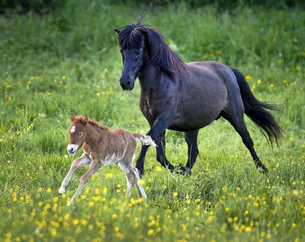 اسب های زیبای ایرلند، از اصیل ترین اسب های دنیا هستند - اسپوتنیک ایران  