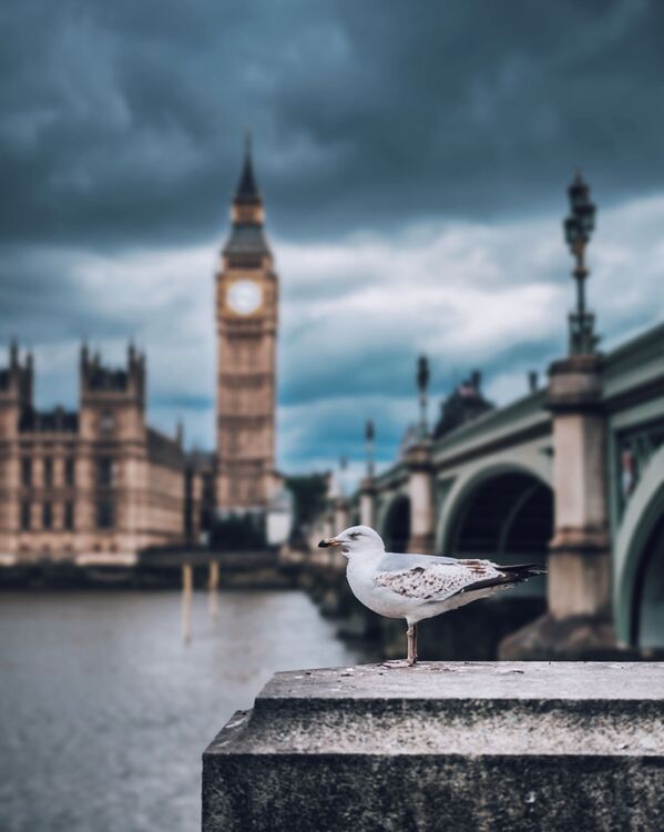 مرغ دریایی در برج بیگ بن در لندن - اسپوتنیک ایران  
