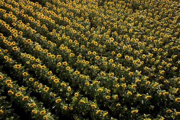 دشت گل آفتابگردان در منطقه کراسنودار - اسپوتنیک ایران  