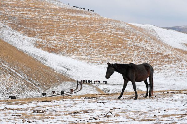 اسب ها در باشگاه اسب سواری «گون» در روستای کراسنی کورگان  - اسپوتنیک ایران  