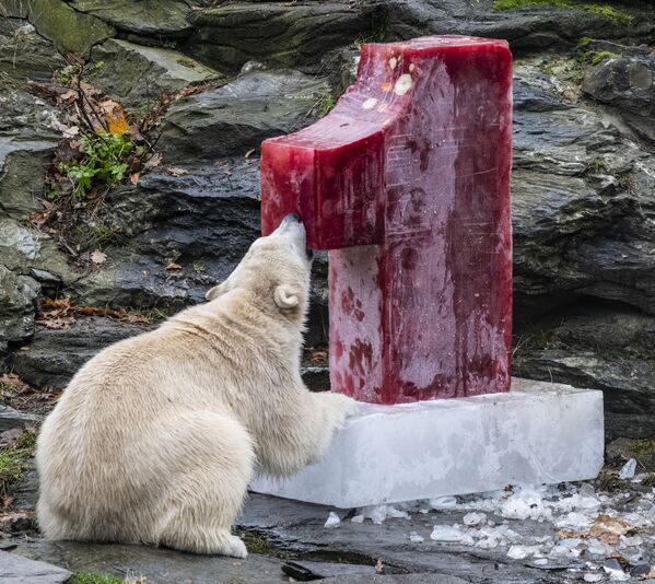 تولد خرس سفید در باغ وحش برلین - اسپوتنیک ایران  