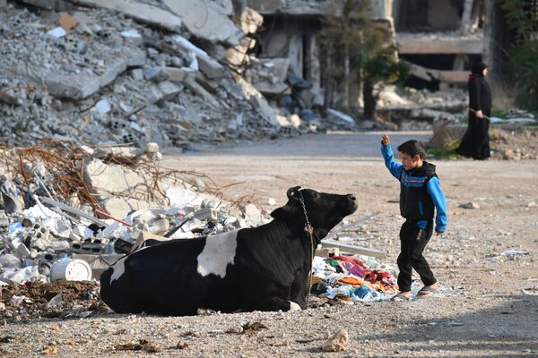 بازی پسربچه با گاو در حومه دمشق - اسپوتنیک ایران  
